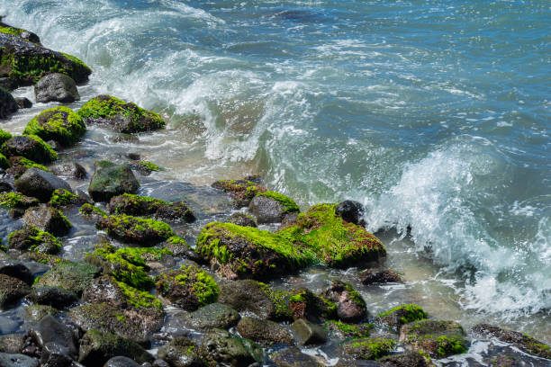 Green alge on beach stone with ocean wave coming in