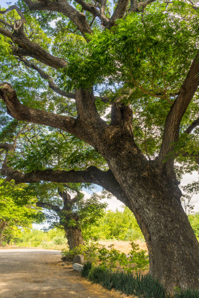 istock Old tree on a dirt trail in Maui, Hawaii. 1180480454