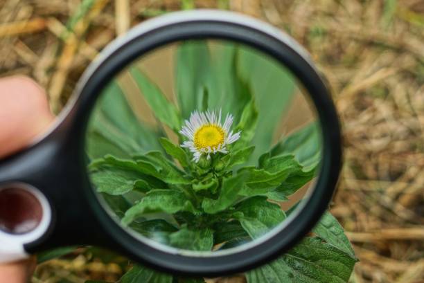 istock black magnifier in hand magnifies a small daisy flower 1180481154