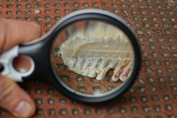 istock black magnifier enlarges a piece of white fish bone 1180481267