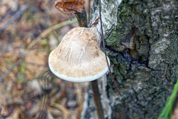 istock gray chaga mushroom on the bark of a birch tree 1180481285