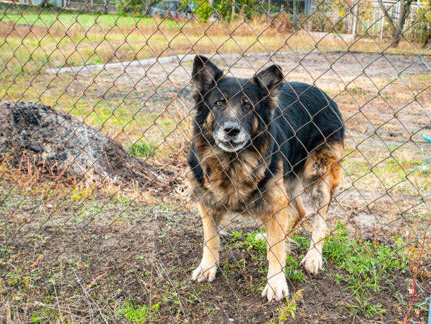 Watchdog shepherd dog behind a fence. Animals. Security.