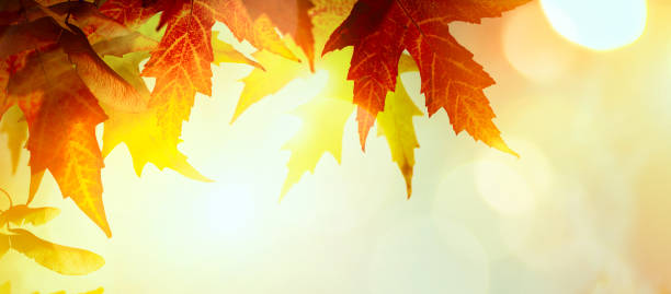 istock Autumn yellow leaves; abstract nature autumn Background 1180482474