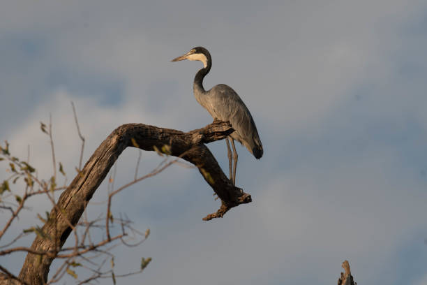 istock black Headed Heron (Ardea melanocephala) perched on branch in Zambia 1180482631