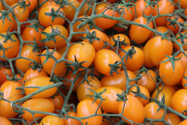 istock clusters of orange tomatoes 1180483234