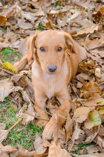 istock Puppy Dog Russian hunting spaniel lying on the fall leaves. 1180483477