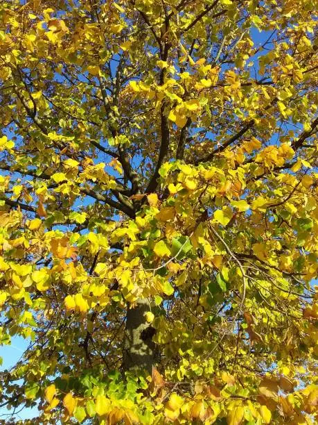 Leaf Fall,leaves autumn,yellow foliage,blue sky,sunshine,Italy