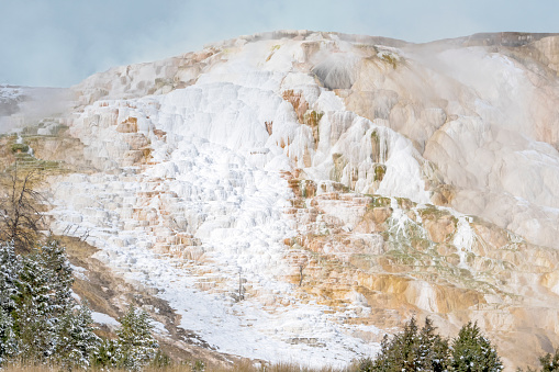 Canary Spring in light snow, Mammoth Hot Springs, Yellowstone National Park, Wyoming, USA.