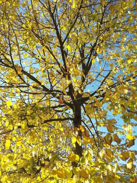 Foliage yellow,leaves autumn,blue sky,sunlight,Italy