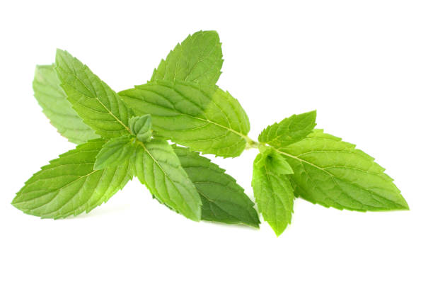 istock Fresh mint leaves isolated on white background 1180489460