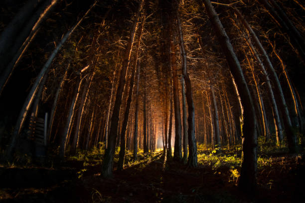istock magical lights sparkling in mysterious forest at night. Pine forest with strange light 1180492853