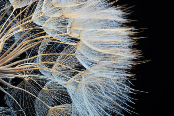 dandelion - dandelion macro seed nature - fotografias e filmes do acervo