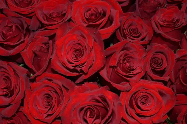 Beautiful red roses close-up. More than a dozen roses