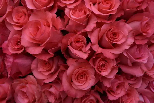 Many pink roses together close-up. Romantic flowers