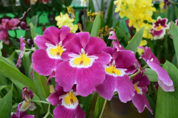 Orchids with three colors: fuchsia or pink, with white and yellow