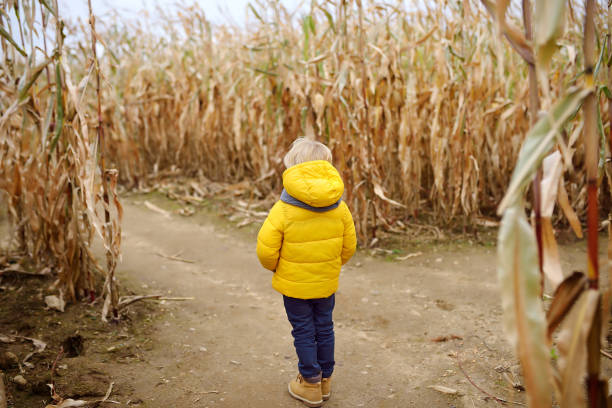 秋のカボチャフェアのツアー中の小さな男の子。子供はトウモロコシの迷路で乾燥したトウモロコシの茎の間に行く方法を決定します。 - footpath single lane road road farm ストックフォトと画像