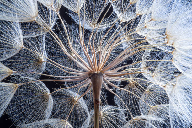 Dandelion Close-up dandelion seeds on black background. flower head stock pictures, royalty-free photos & images
