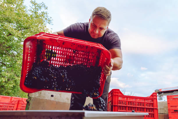 istock Young farmer at the winery unload the truck or tractor trailer with plastic boxes grape fruit containers to the squeeze machine in wine making process after the harvest 1180494723