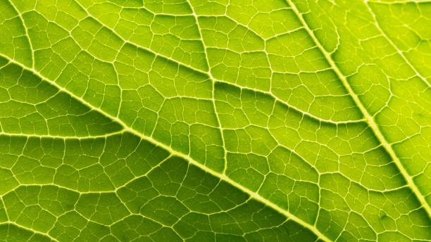 istock Abstract nature background leaf veins close-up 1180494754