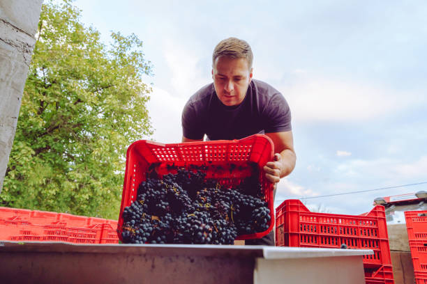 istock Young farmer at the winery unload the truck or tractor trailer with plastic boxes grape fruit containers to the squeeze machine in wine making process after the harvest 1180494906