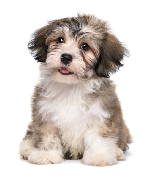 istock Beautiful smiling little havanese puppy 1180497118