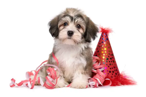 Cute Havanese puppy dog sitting among New Year party decorations - isolated on white background