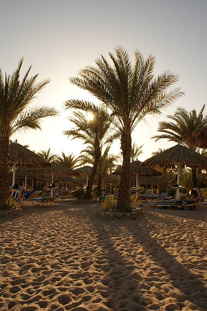 istock The evening sun filters through palm trees on a beach 118049732