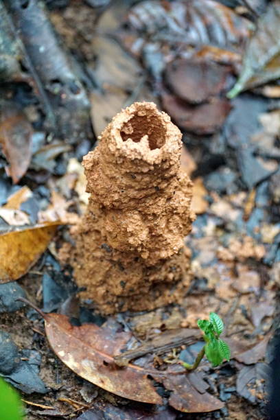 istock Mud tube on a jungle floor 1180498921