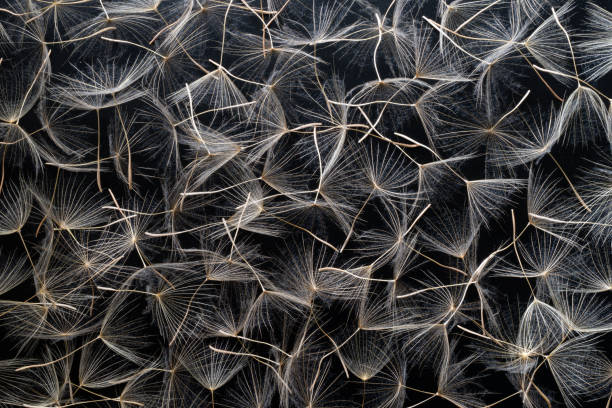 Dandelion Close-up dandelion seeds on black background. pollination photos stock pictures, royalty-free photos & images