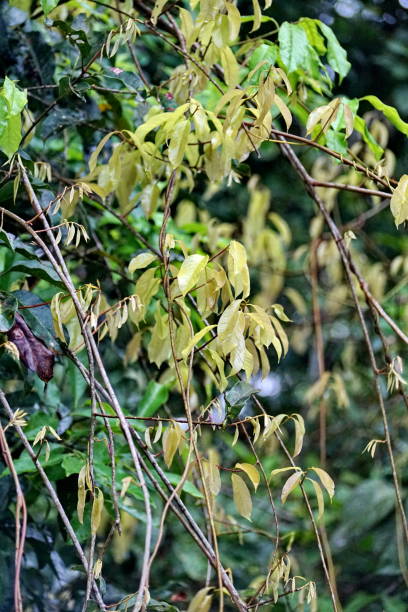istock Vegetation in the jungle 1180499704