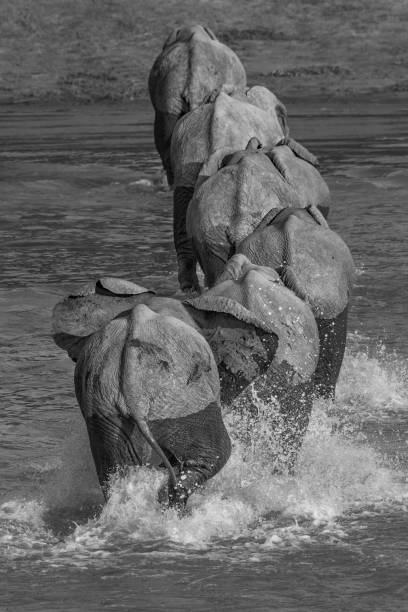 Backbones of these African elephants are prominent as they walk across the Luangwa River in Zambia