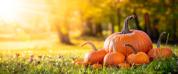 istock Pumpkins On Grass In Field 1180502261