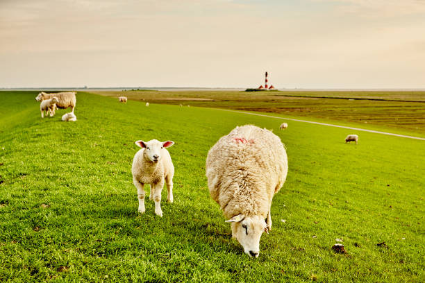 istock Westerheversand Lighthouse, Westerhever, Wadden Sea, North Sea 1180504293