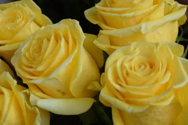 Close-up of yellow roses. Friendship or love color