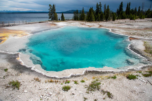 Geothermal feature at west thumb at Yellowstone National Park (USA) Hot springs in Yellowstone of vivid colors caused by thermophilic bacteria bacterial mat photos stock pictures, royalty-free photos & images