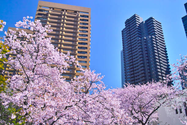 istock Spanish slope in full blooming cherry blossoms 1180507507