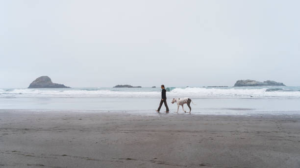 la madura mujer caucásica-blanca de 40 años paseando a su perro grande en la playa del océano pacífico en el día de la niebla. trinidad, california, costa oeste de los estados unidos. - 35 40 years fotografías e imágenes de stock