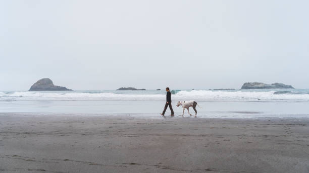 the mature, 40-years-old, caucasian-white woman walking her big dog on the beach of the pacific ocean in the foggy day. trinidad, california, west coast of united states. - 35 40 years fotos imagens e fotografias de stock