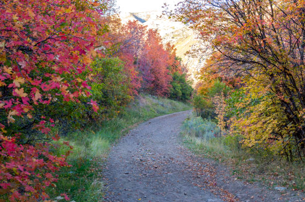 This is a view of colorful autumn trees and leaves on a Utah mountain.  This walking trail is covered by falling leaves and surrounded by multicolored trees.