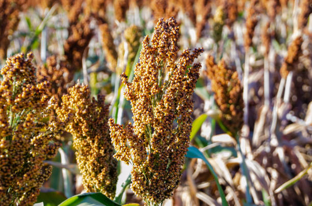 istock Close up of Milo Grain stalk within a full planted field. 1180520136