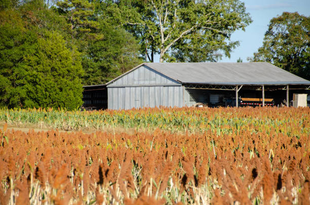 istock A barn in the distance looking over a Milo grain field. 1180520156