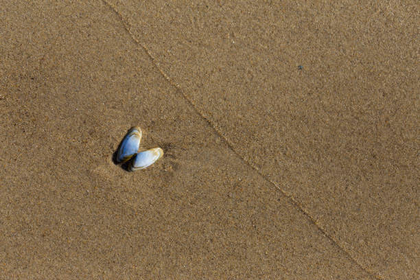 istock Small light blue seashell on the wet sand 1180520773