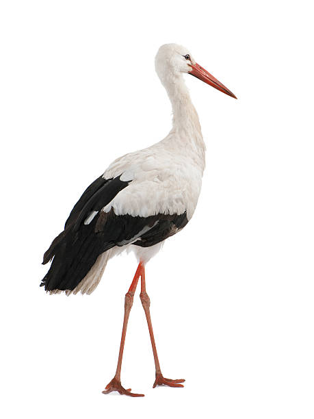 istock An young White Stork in a white background 118052910