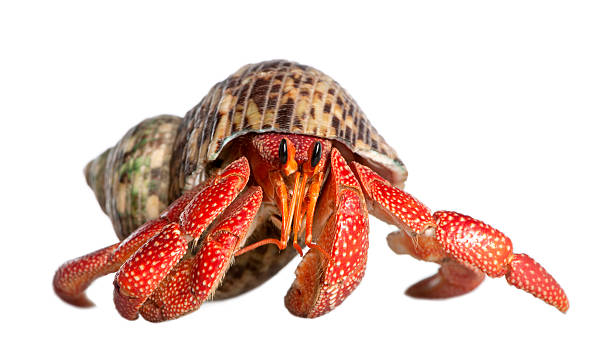 hermit crab - Coenobita perlatus  coconut crab stock pictures, royalty-free photos & images