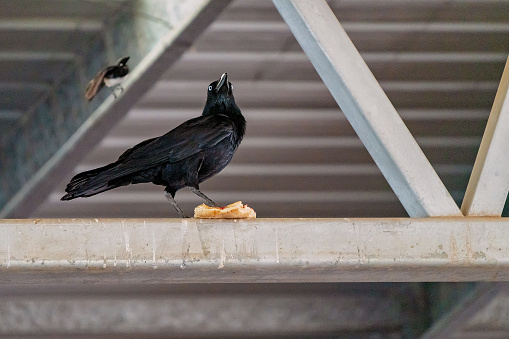 Black Crow Eating Bread