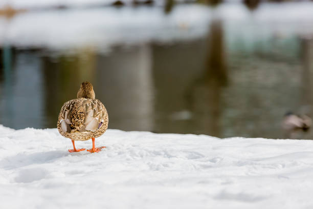 istock male mallard duck walking on snow 1180531859