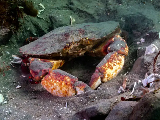 An adult Red Rock Crab burrowing in the mud; photographed in southern British Columbia.