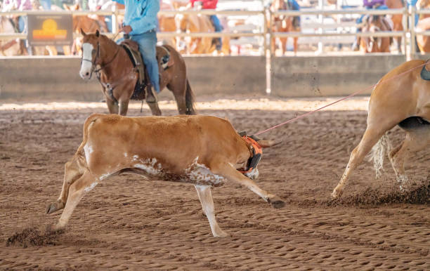 istock Calf Roping At A Rodeo 1180535615