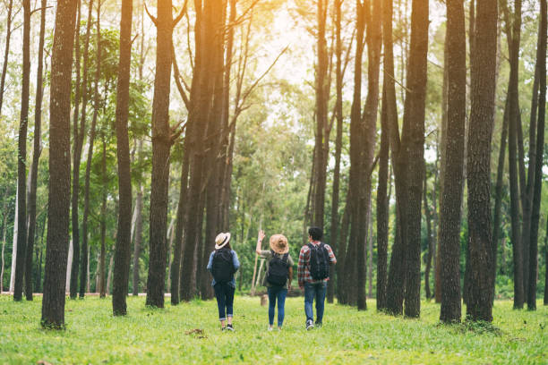 istock travelers walking and looking into a beautiful pine woods 1180537767
