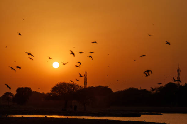 istock Sunset in Jaisalmer. India 1180538372